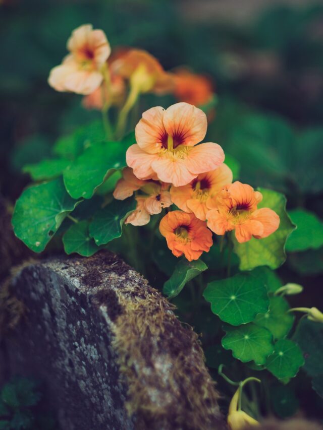 nasturtium-flower