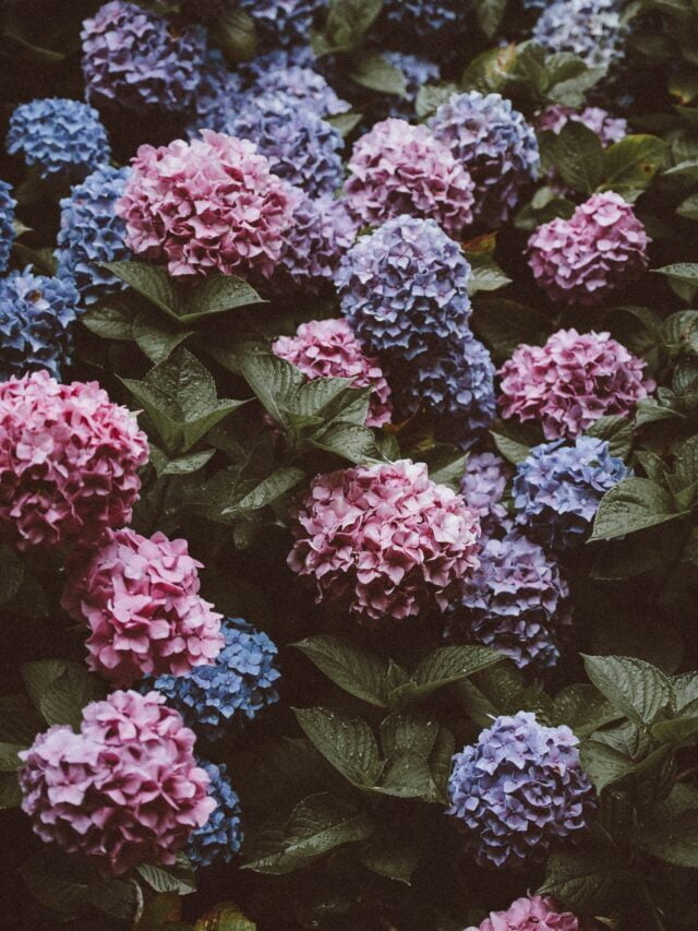 Perennial Flowers That Bloom All Summer