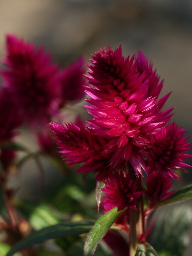 How To Plant, Grow & Care For Celosia