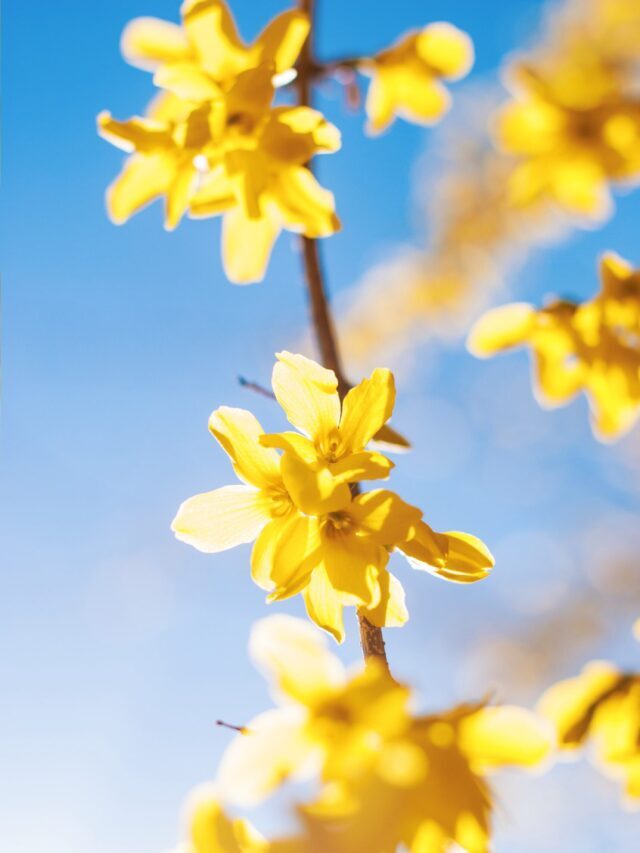 How To Plant, Grow & Care For Forsythia