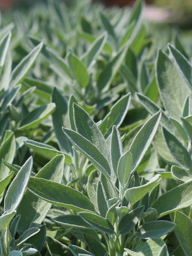 How To Plant, Grow & Care For Sage Plant