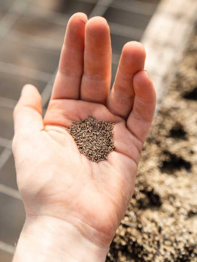 How To Save Winter Flower Seeds