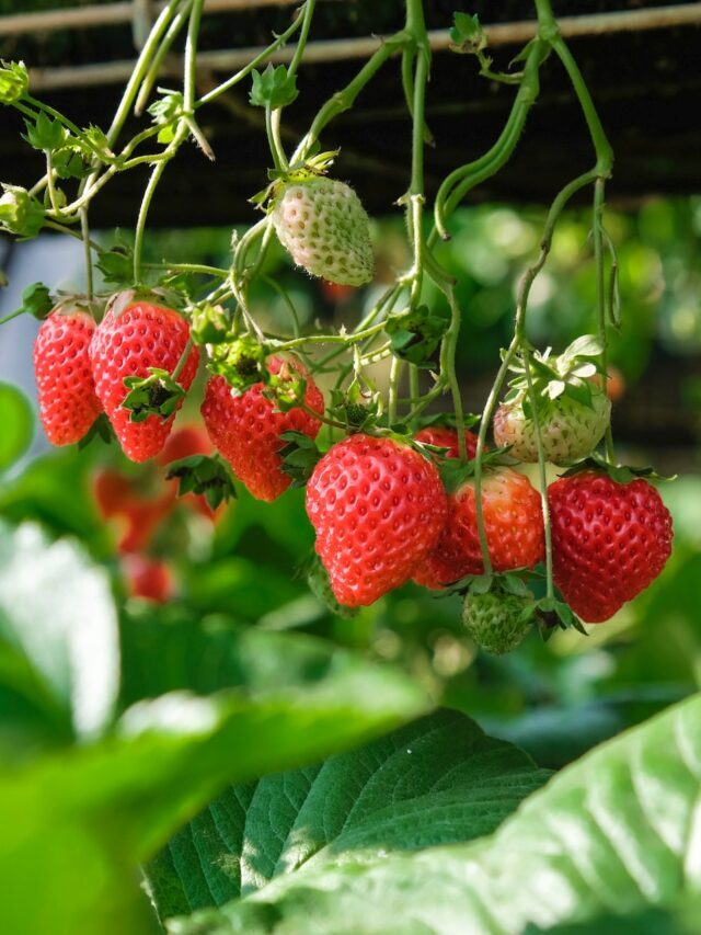 Grow These Companion Plants With Strawberry