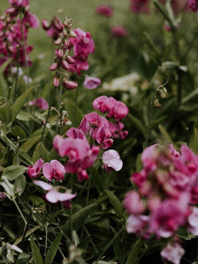 How To Grow & Care For Sweet Pea Plant
