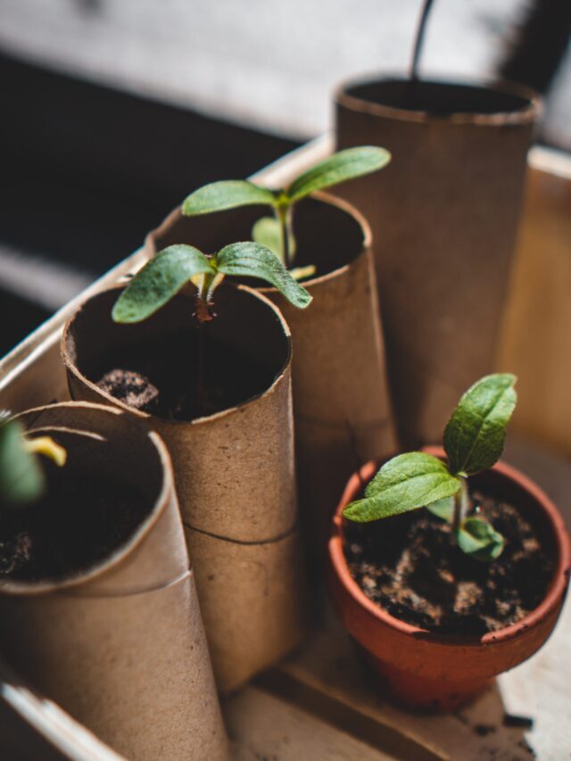Start Growing These Vegetables In February