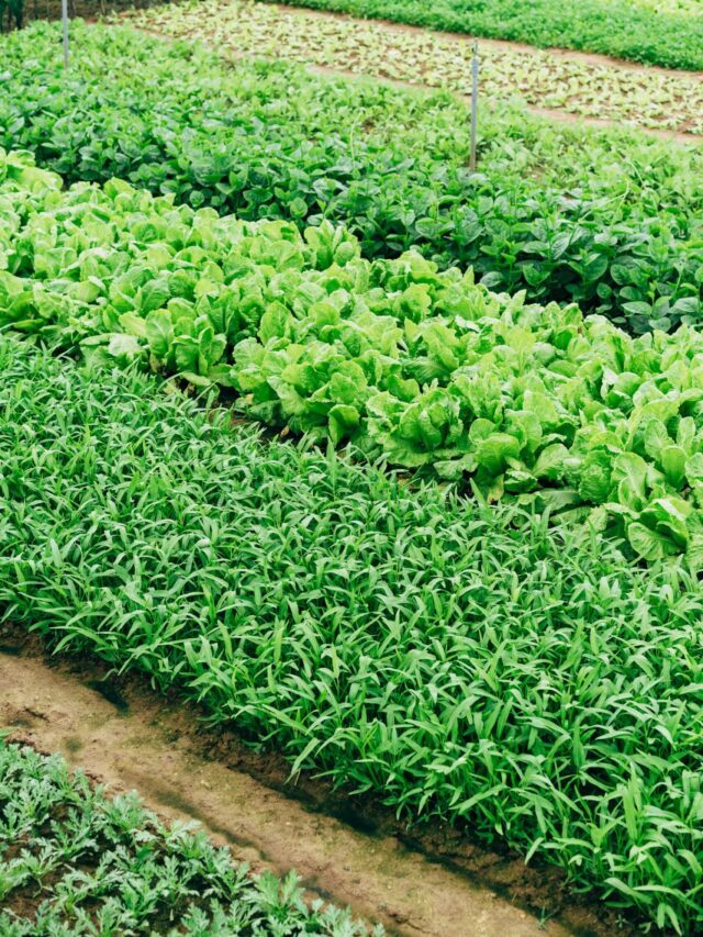 What Are The Advantages Of Intercropping