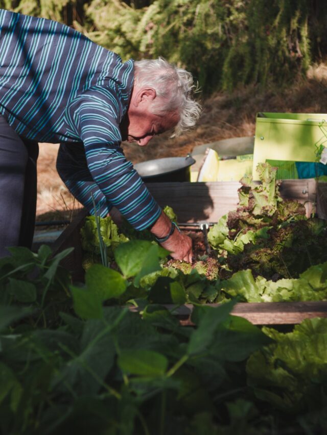 What Is No Dig Gardening