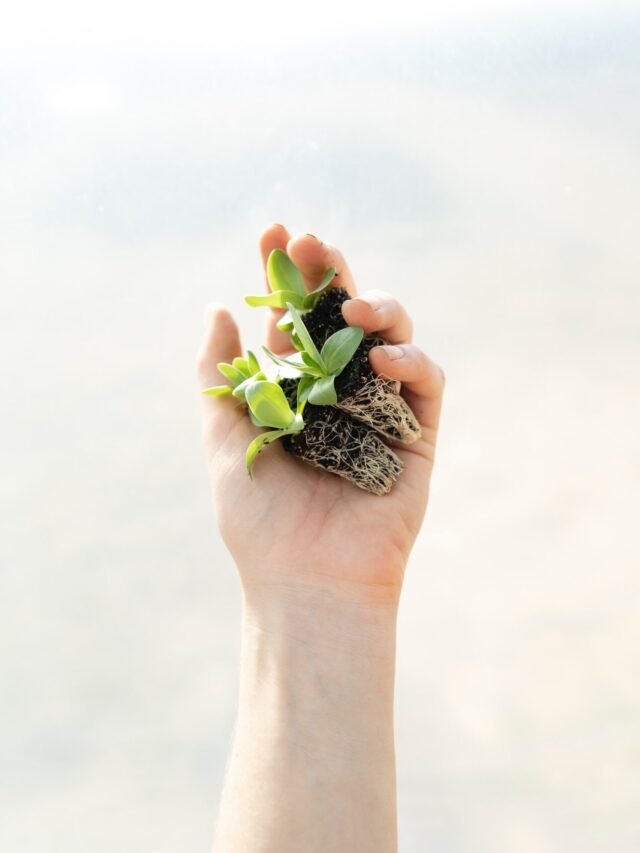 When To Start Gardening For Spring