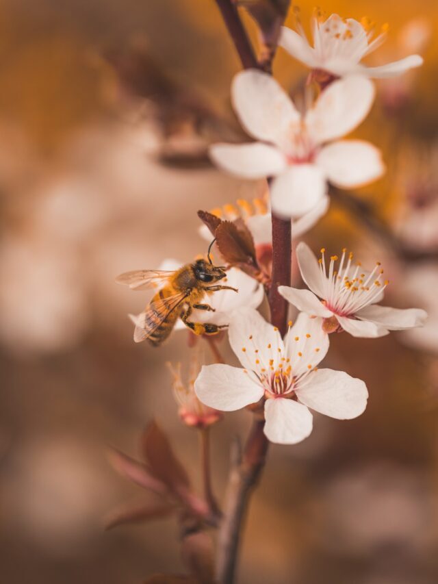 Why Bees Are Important For The Environment