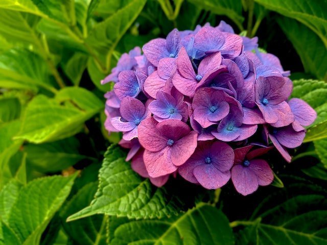hydrangea-flower