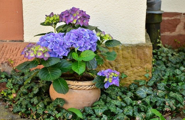 hydrangea-in-pot