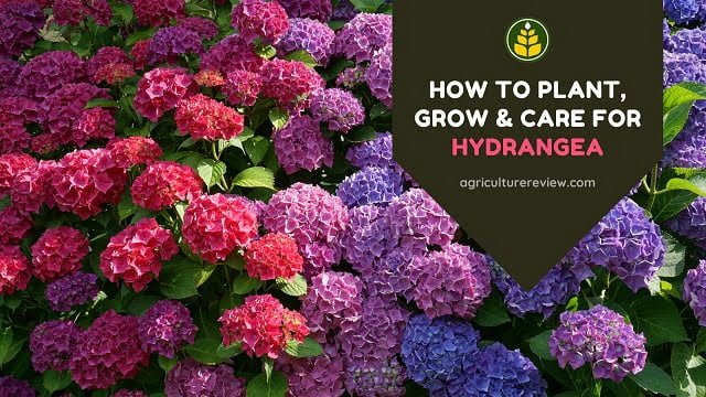 How To Plant, Grow & Care For Hydrangea