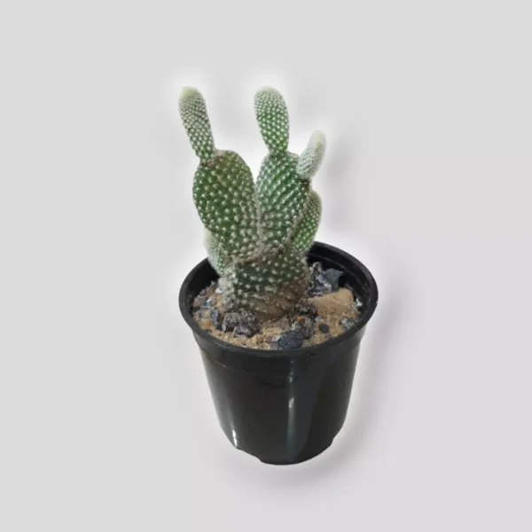 bunny-ear-cactus-plant