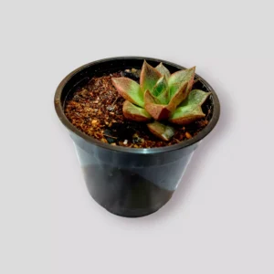 buy-echeveria-plant