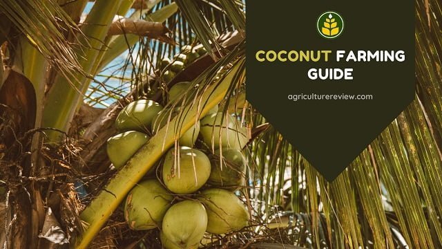 Coconut Farming Guide To Get Higher Yield