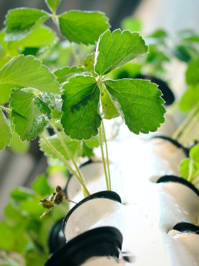 Aeroponics vs Hydroponics: Which is the Best Way