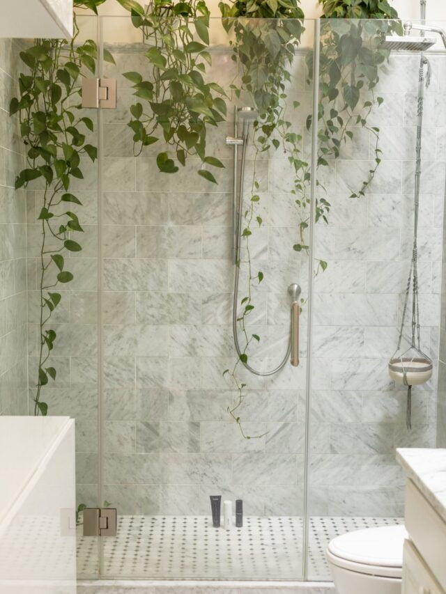 Best Plants That You Can Keep In Your Bathroom