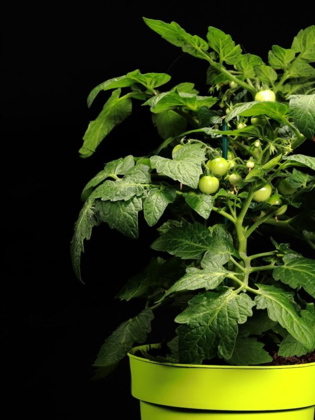 Best Vegetables for Container Gardening