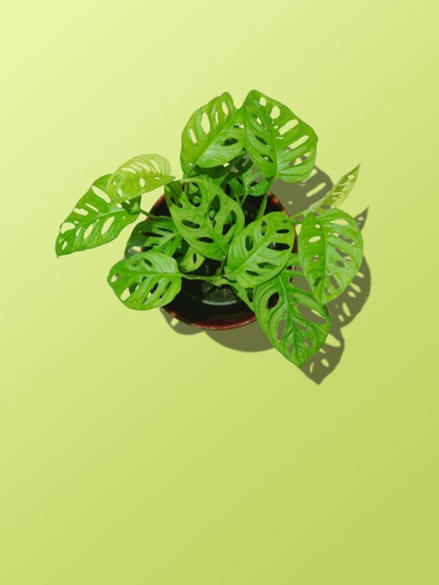 How To Grow & Care For Broken Heart Plant