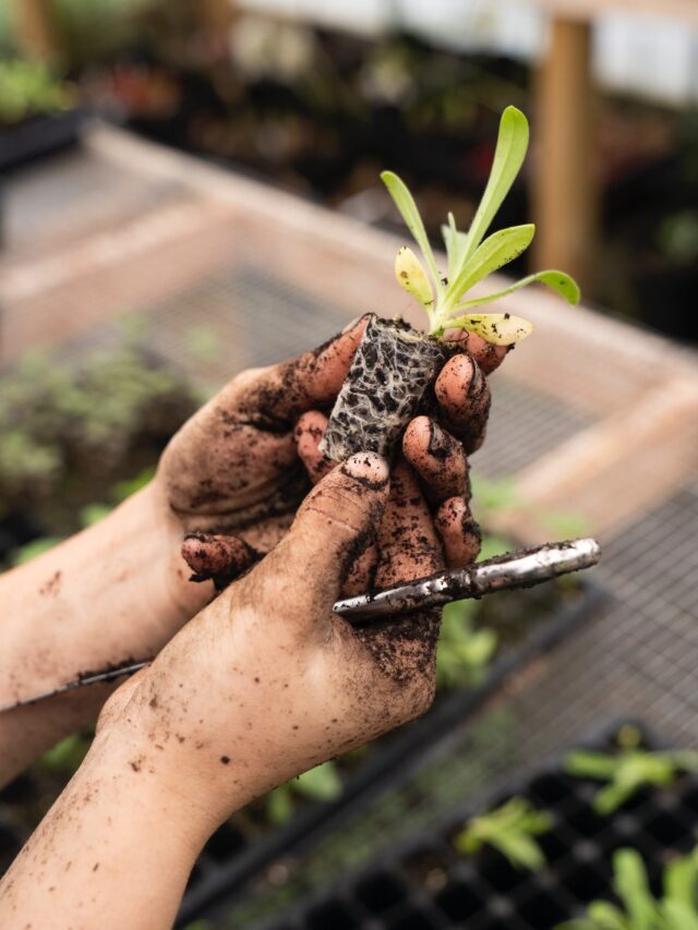 Companion Gardening Guide: Grow Plants Together!