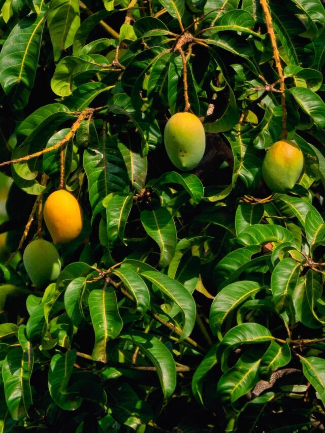 How To Protect Mango Tree From Pests