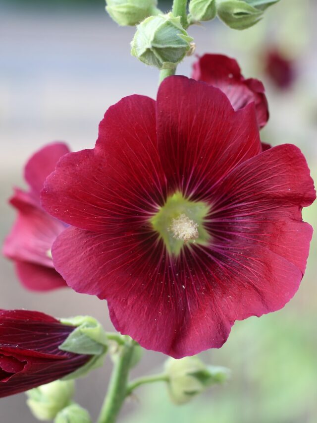 You Can Grow These Flowering Plants Easily