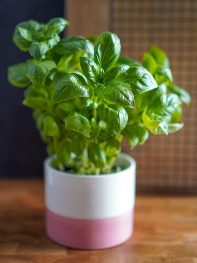 Easy To Grow Plants To Start Gardening