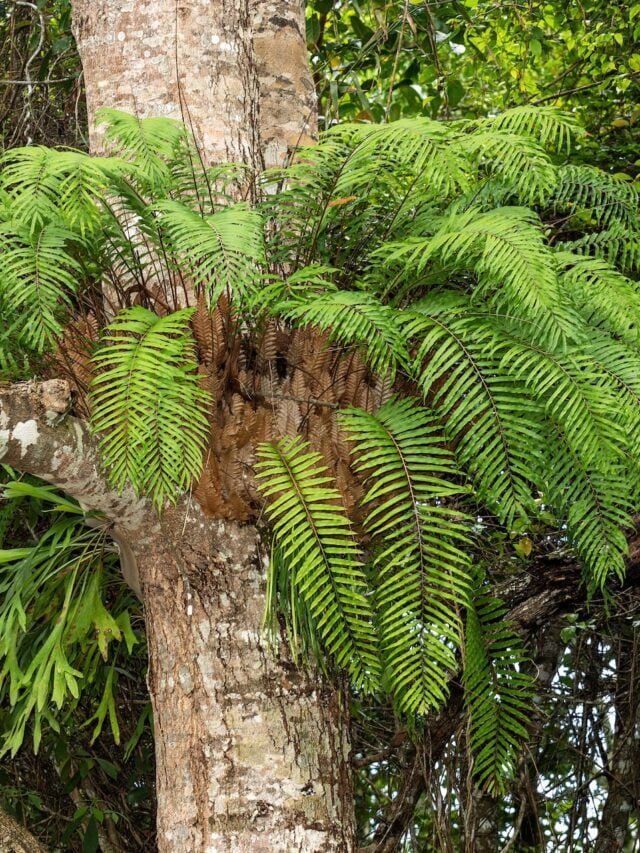 What Are Epiphytes & How To Grow Them