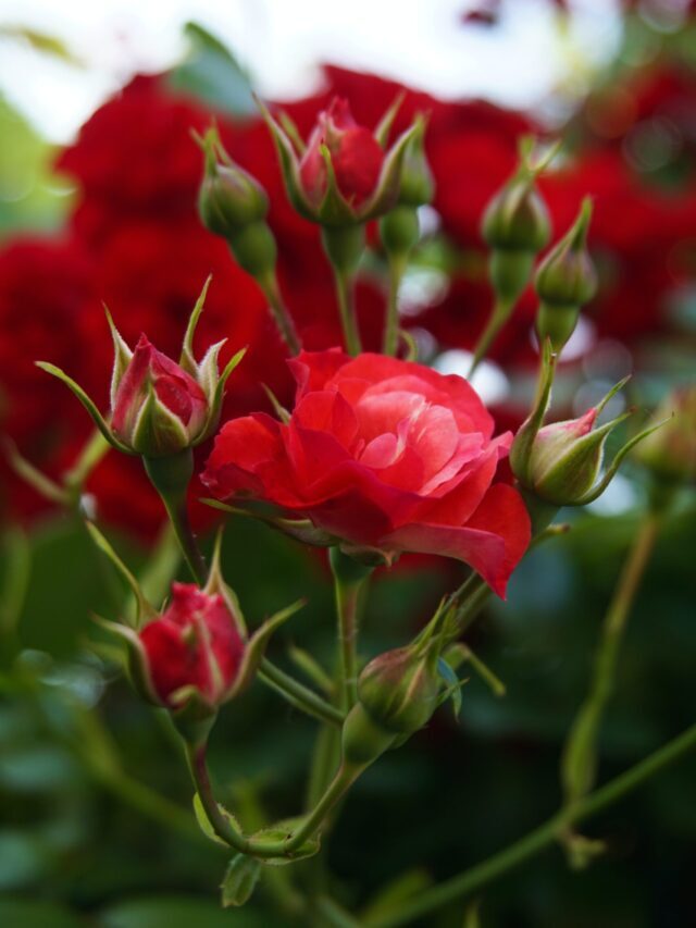 Use These Best Fertilizers For Rose Plant