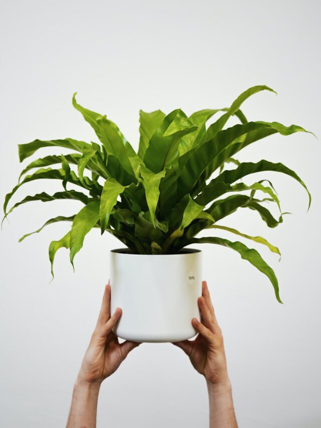 How To Grow & Care For Bird’s Nest Fern