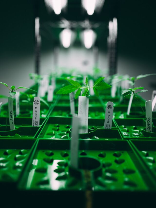 grow-lights-for-indoor-plants