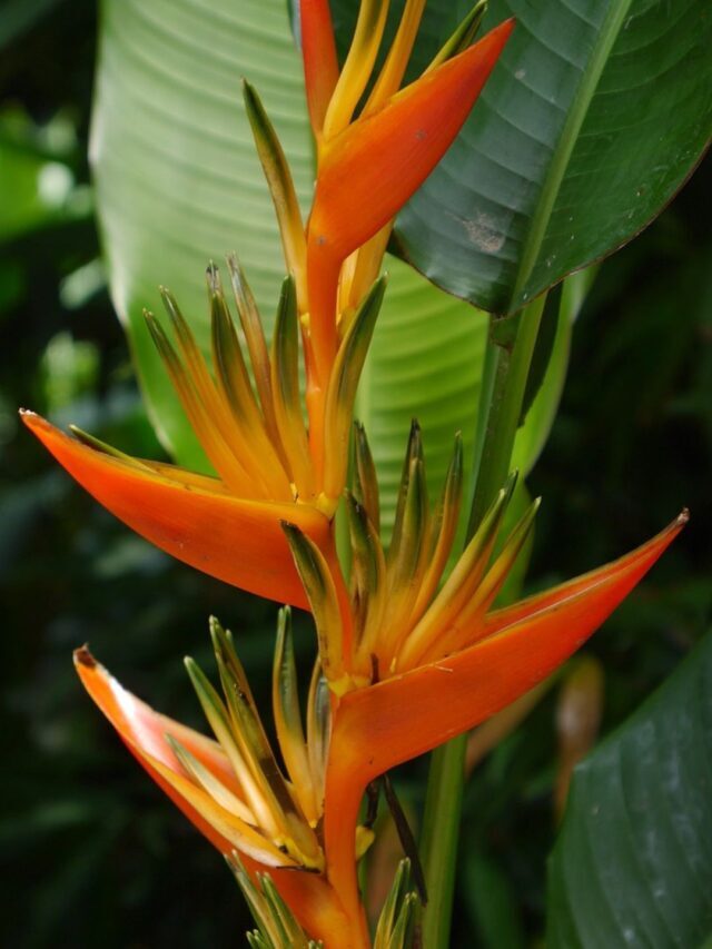 How To Plant, Grow & Care For Heliconia Plant