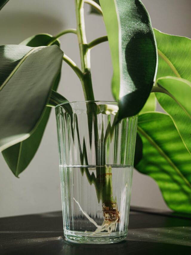 Houseplants You Can Propagate from Cuttings: Easy & Affordable!