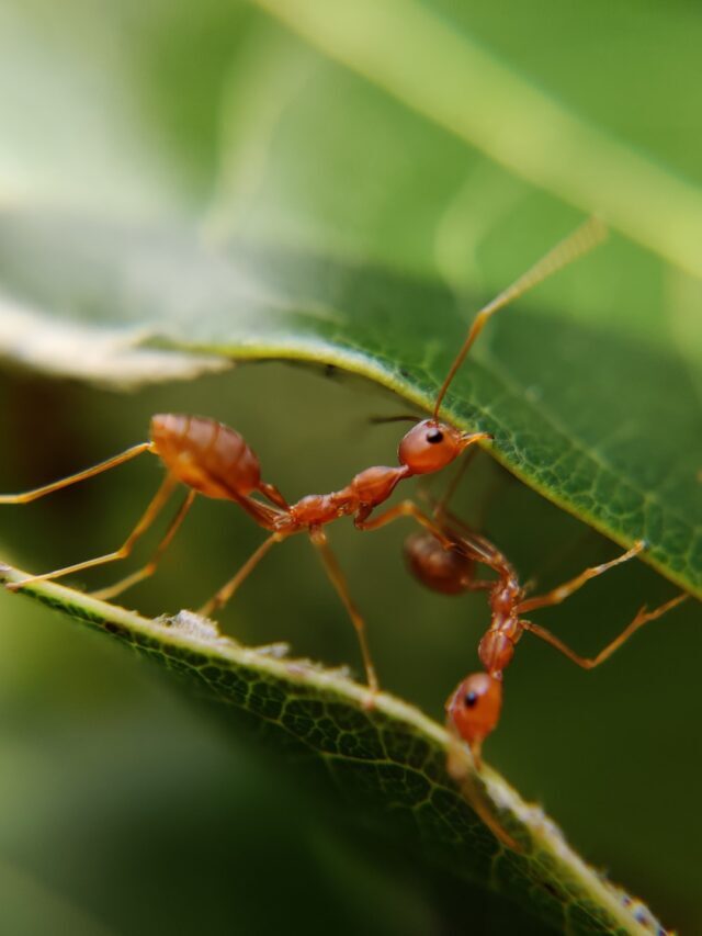 Say Goodbye to Ants in Plants: Effective Solutions