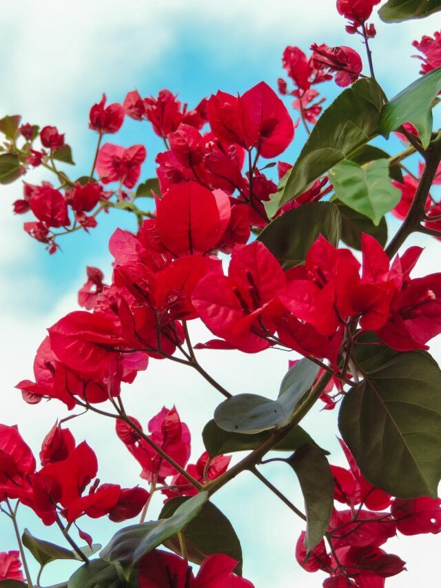 How To Increase Flowering In Bougainvillea