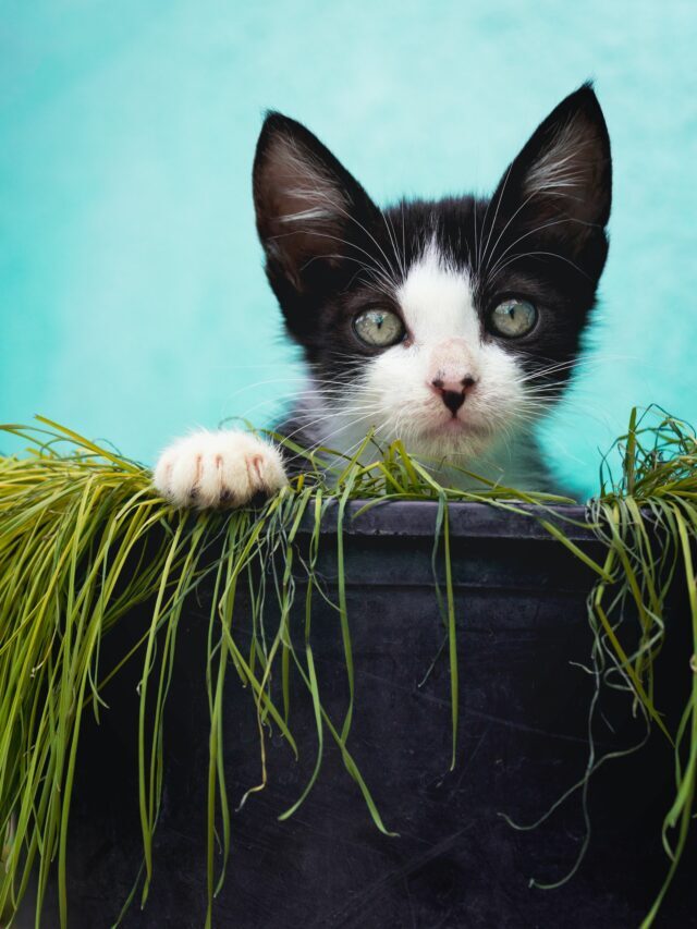 How To Keep Cats Out Of The Garden