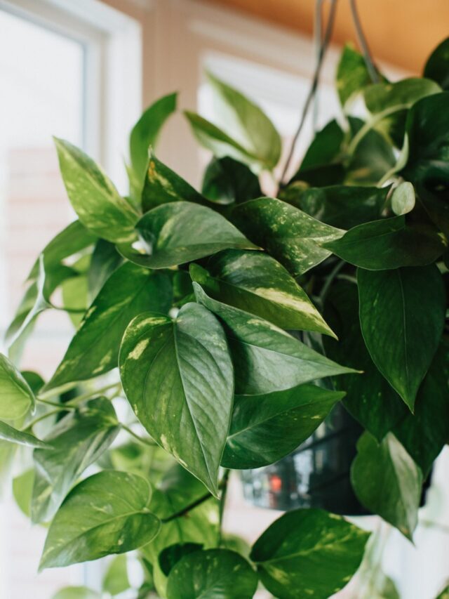 How To Make Pothos Greener & Bushier