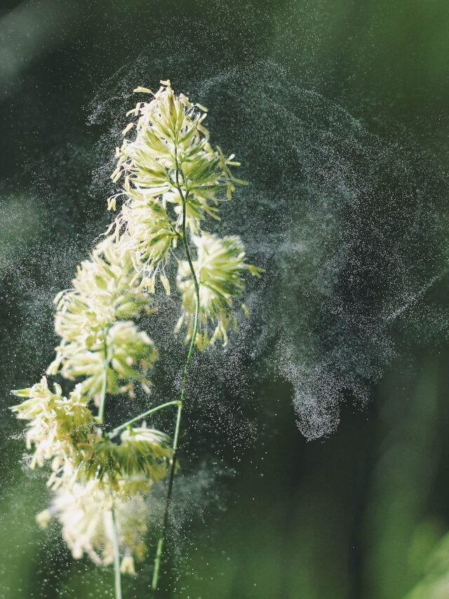 Master the Art of Pollinating Indoor Plants: Tips & Techniques