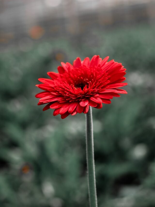 Brighten Up Your Space with Indoor Flowering Plants