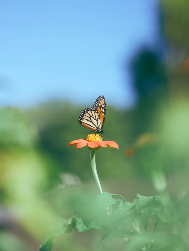 How To Grow & Care For Mexican Sunflower