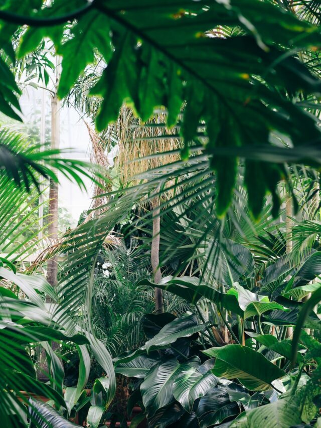 Give the Gift of Greenery: National Gardening Gift Vouchers in the UK