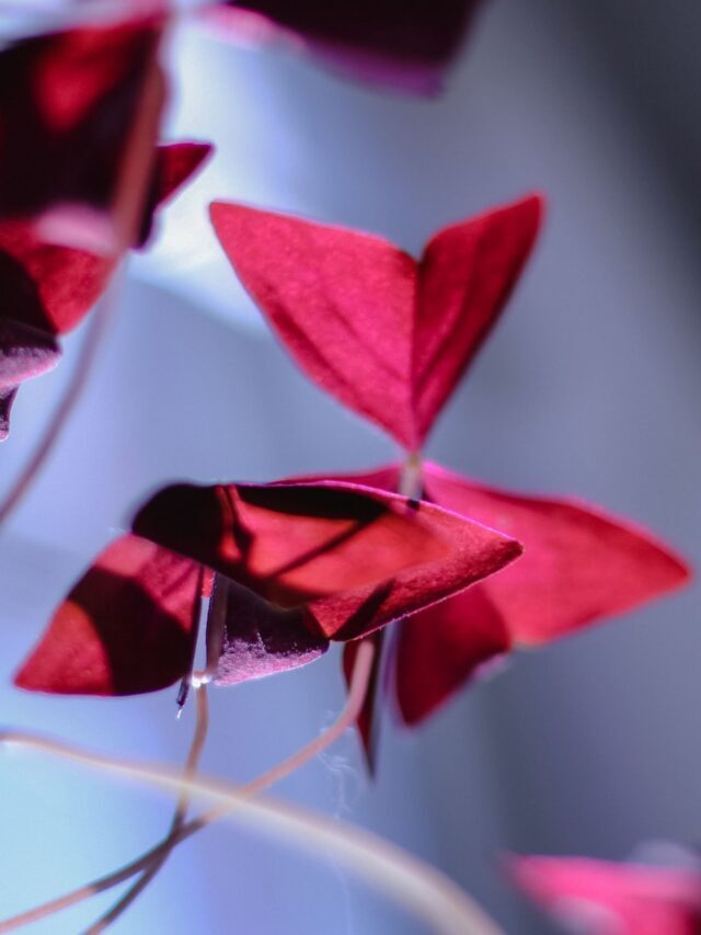 How To Plant, Grow & Care For Oxalis Triangularis