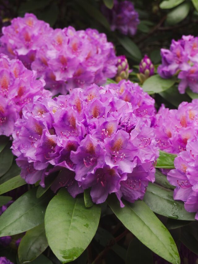 How To Plant, Grow & Care For Rhododendrons