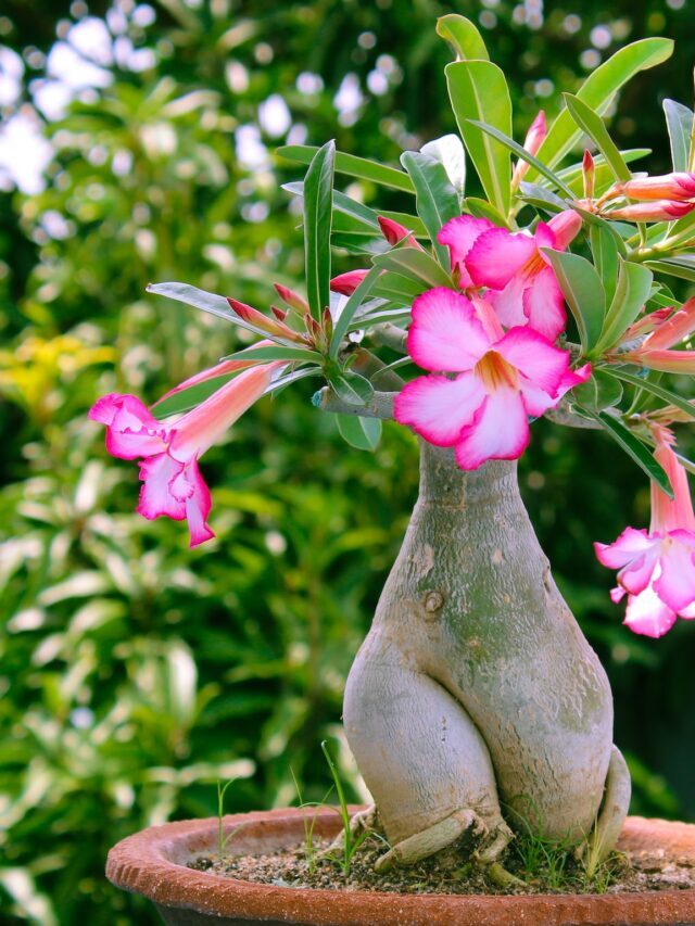 How To Propagate Adenium From Seeds