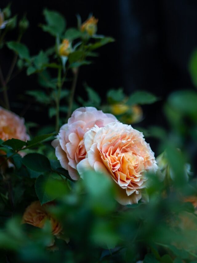 How To Save Rose Plants In Hot Summer Days