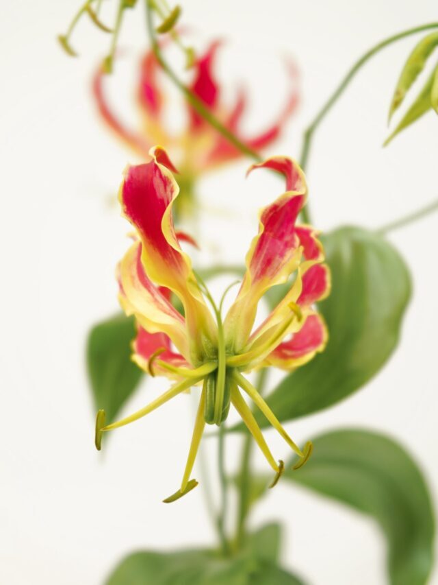 Grow These Flowering Bulbs From February To April