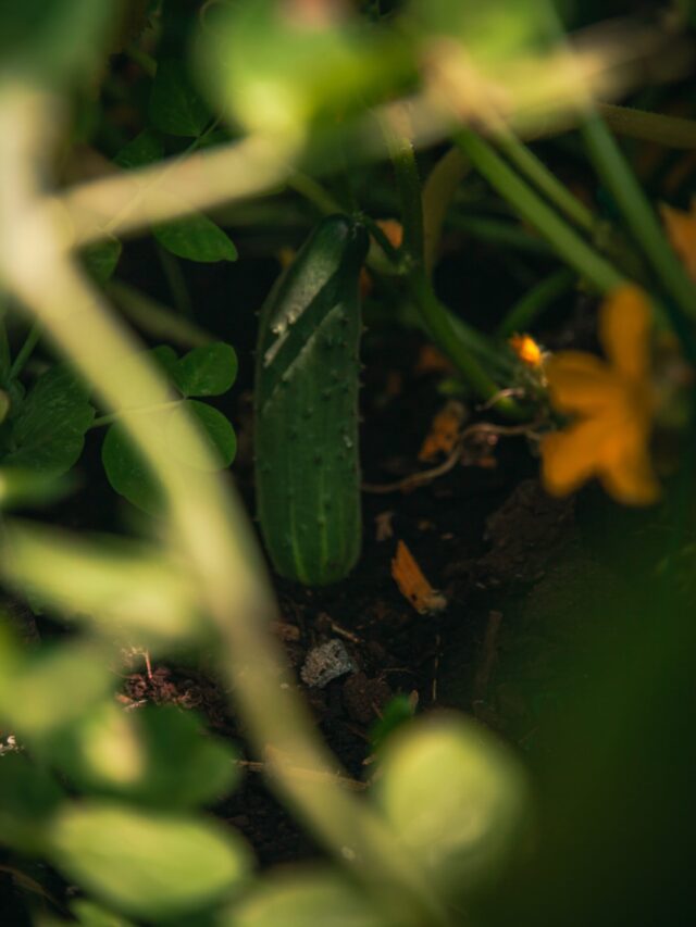 summer-vegetables-for-garden