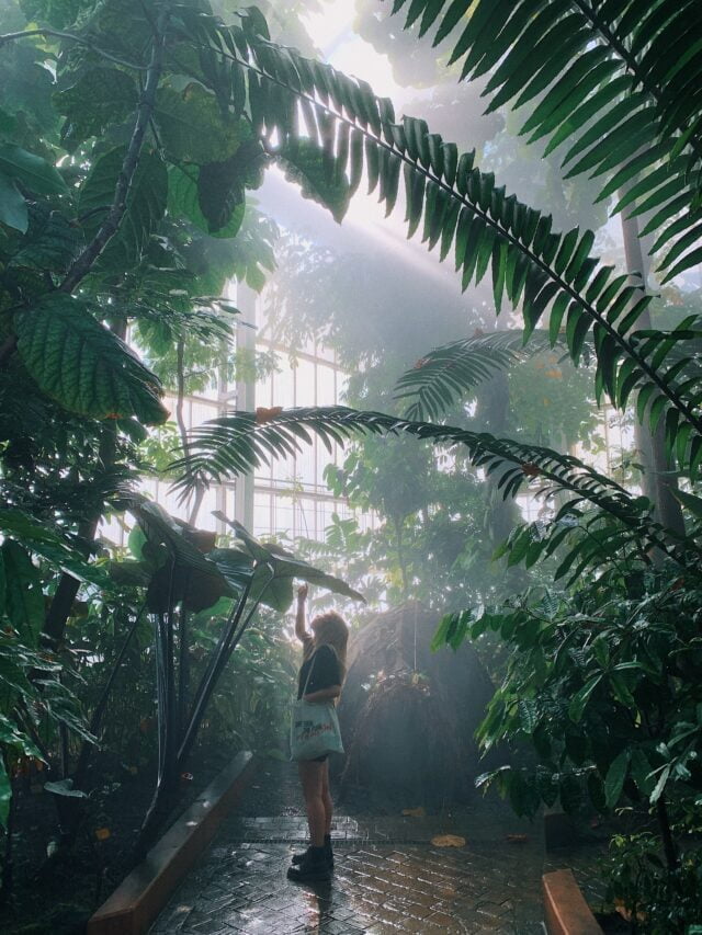 How To Create A Tropical Garden