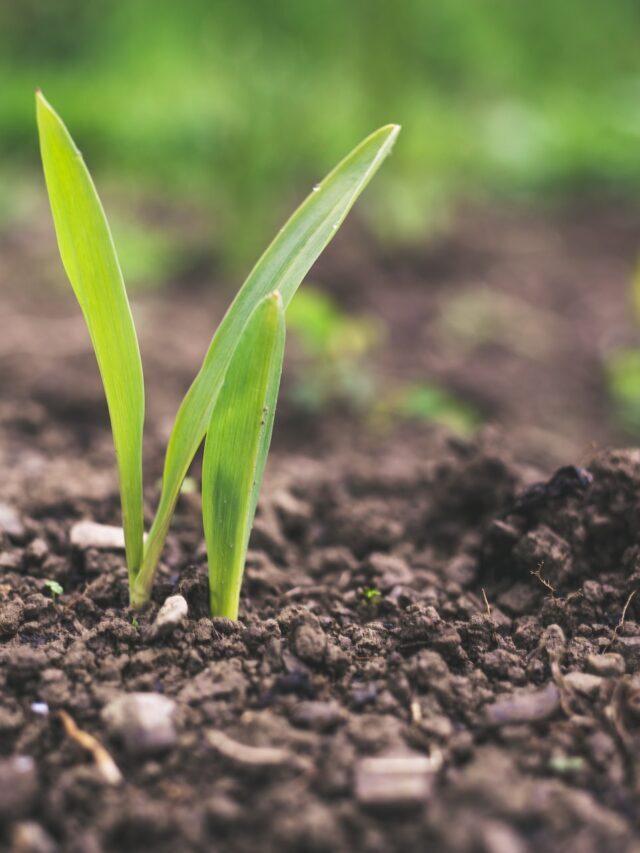 What Is Soil Conservation: Need Of The Hour