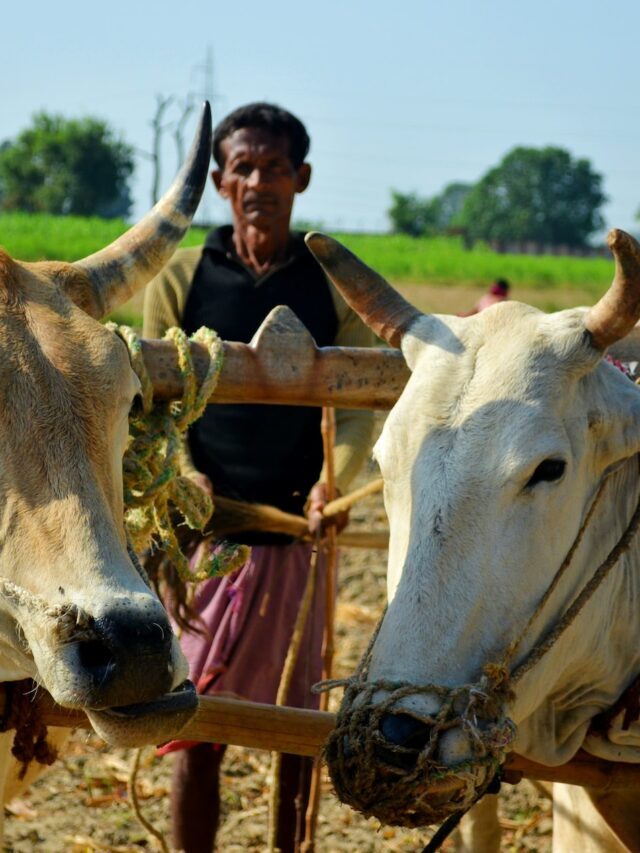 Why Subsistence Farming Is Less Efficient